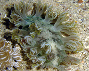 Photo: B. & S. Koretz; see larger picture